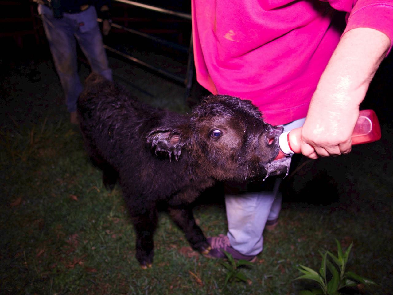 Scottish Highland bull for sale.